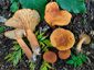 Lactarius lacunarum