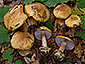 Cortinarius callochrous