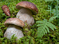 Boletus edulis