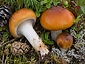 Cortinarius mucosus