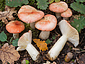 Russula luteotacta