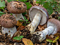 Cortinarius praestans