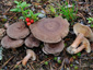 Lactarius mammosus