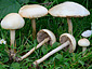 Agrocybe molesta