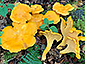 Cantharellus cibarius