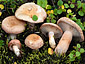 Lactarius torminosulus