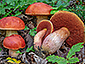 Boletus dupainii