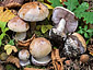 Cortinarius nymphicolor