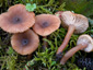 Lactarius obscuratus var. obscuratus