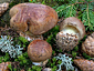 Cortinarius odorifer