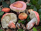 Russula lepida