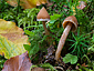 Cortinarius acutus