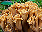 Ramaria testaceoflava