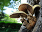 Volvariella bombycina var. flaviceps