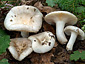 Russula galochroa