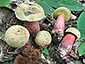 Boletus calopus