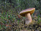 Boletus edulis