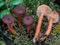 Lactarius badiosanguineus