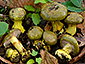 Cortinarius ionochlorus