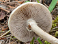 Agrocybe praecox