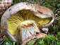 Cortinarius odorifer