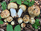 Russula foetens