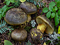 Cortinarius atrovirens