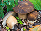 Boletus aereus