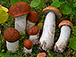 Leccinum albostipitatum