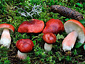 Russula rhodopus