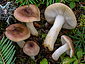 Russula puellaris