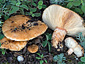 Lactarius tesquorum