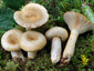 Lactarius olivinus