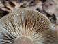 Lactarius picinus