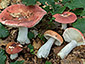 Russula velutipes