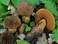 Boletus queletii var. queletii