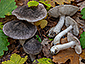 Tricholoma orirubens