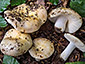 Russula globispora