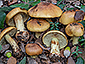 Cortinarius aurilicis