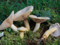 Lactarius flavopalustris