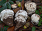 Amanita gracilior