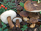 Gyroporus castaneus