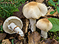 Lepiota ignivolvata