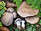 Cortinarius variecolor