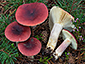 Russula sardonia