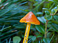 Hygrocybe conica var. conica