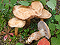 Cortinarius malachioides