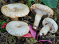 Lactarius olivinus