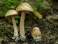 Amanita crocea