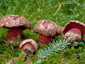 Boletus rubrosanguineus